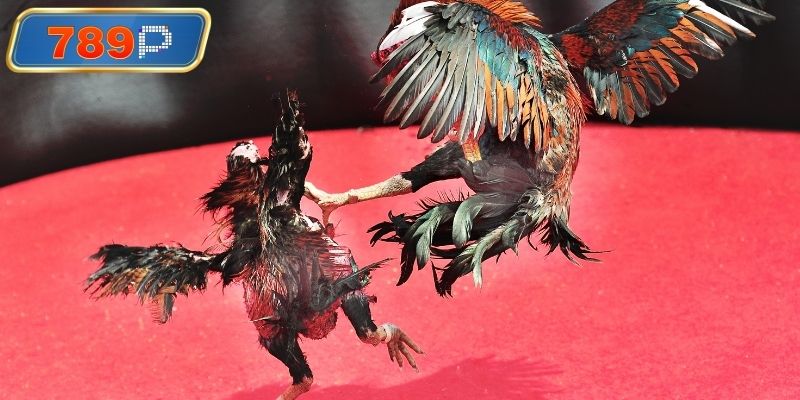 Theo dõi trực tiếp đá gà thomo c1 hôm nay